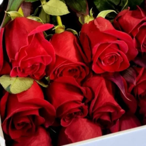 Boxed Roses